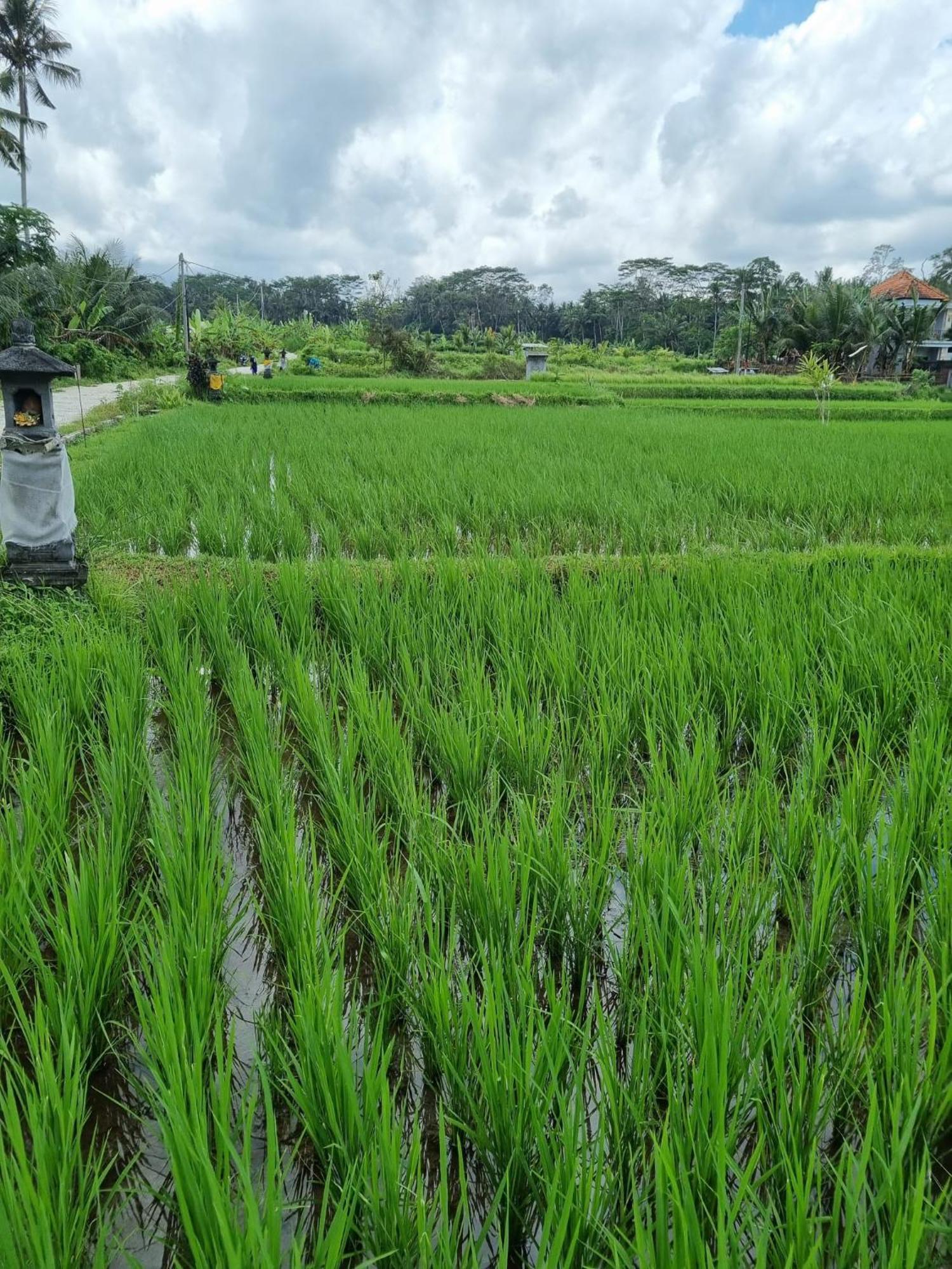 New 4 Bedroom Villa Surrounded By Jungle And Ricefields Убуд Екстер'єр фото